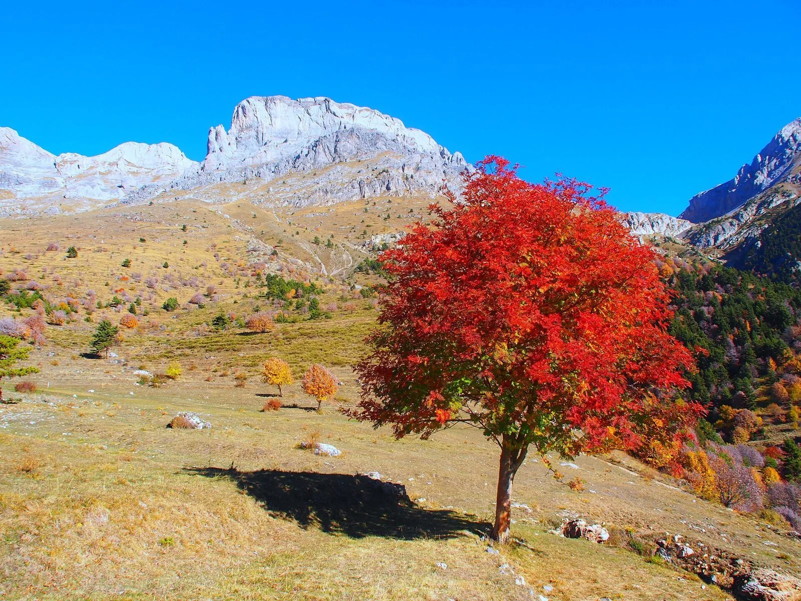 Albero dalle foglie rosse in autunno su un pascolo di montagna sotto le pareti calcaree del Monte Mongioie