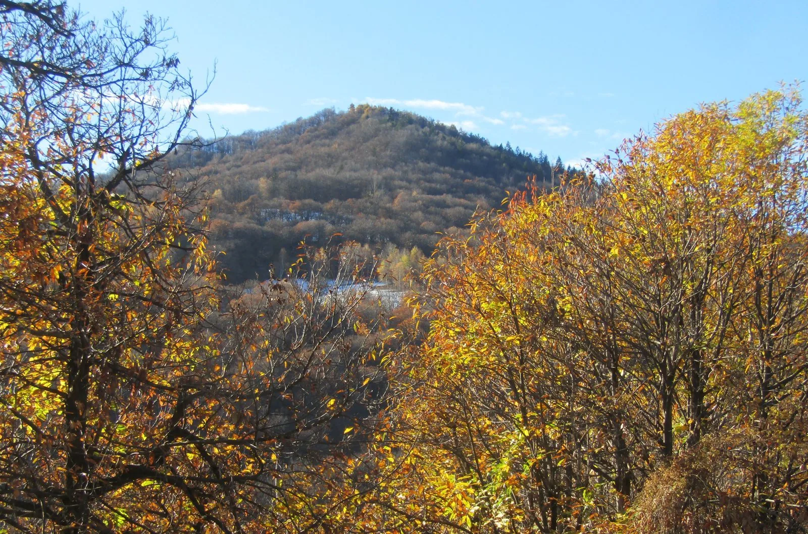 Boschi dai colori autunnali e un'altura boscosa in Val Corsaglia sotto un cielo limpido